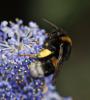 Bombus sp.